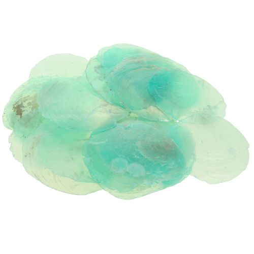 Floristik24 Conchiglie di capiz, dischi di capiz, dischi di madreperla turchese 6,5–9,5 cm 650 g