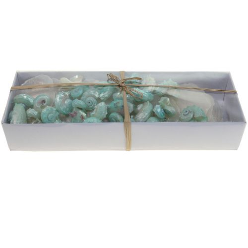 Floristik24 Capiz conchiglia di madreperla fette di madreperla conchiglia di lumaca di mare verde 2–9 cm 650 g