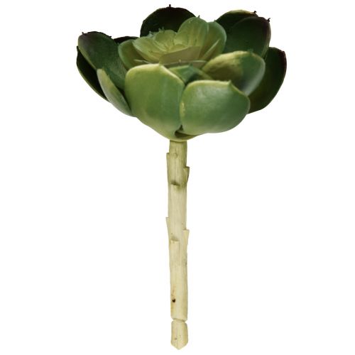 Pianta artificiale succulenta Echeveria Ø7cm