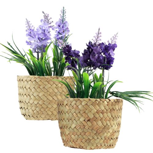 Floristik24 Giacinto artificiale in vaso seagrass blu viola 16/17cm 2pz