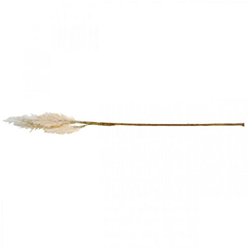 Floristik24 Erba di pampa bianca crema artificiale erba secca decorazione 82 cm