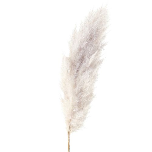 Floristik24 Decorazione di erba di pampa essiccata naturale floristica secca 100 cm