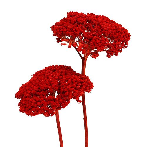 Floristik24 Achillea 1kg rosso papavero