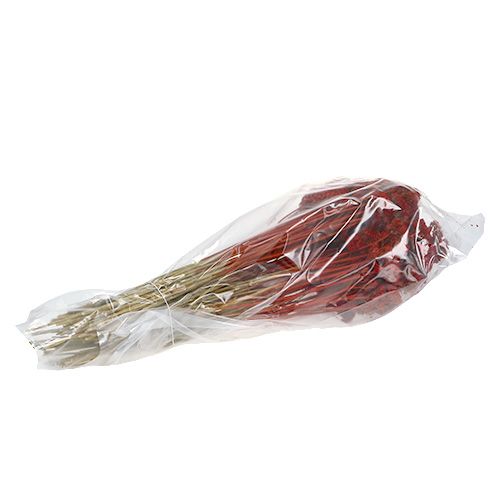 Floristik24 Achillea 1kg rosso papavero