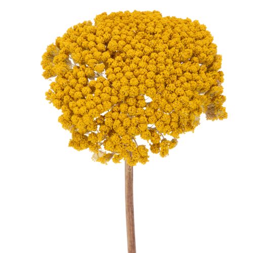 Achillea Natur Gelb Fiori secchi di Achillea Gialli 1kg acquistare | Floristik24.it