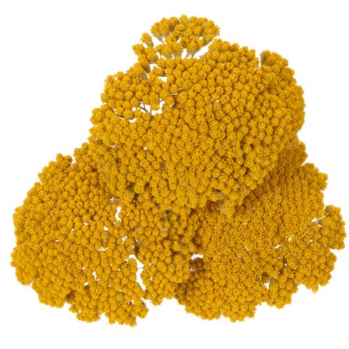 Achillea Natur Gelb Fiori