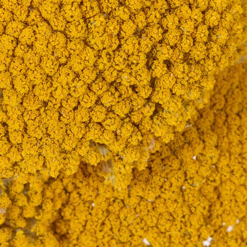 Achillea Natur Gelb Fiori