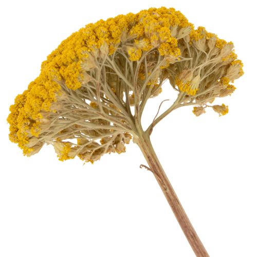 Achillea Natur Gelb Fiori