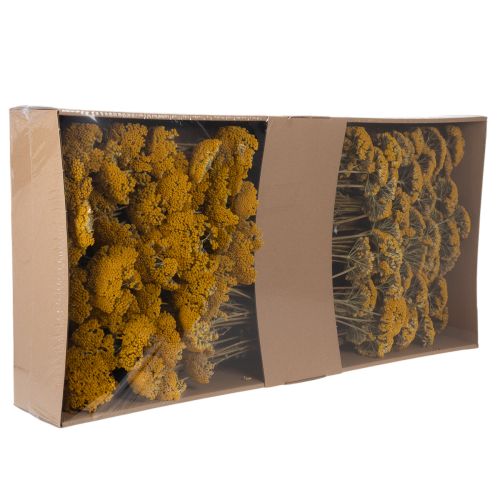 Achillea Natur Gelb Fiori