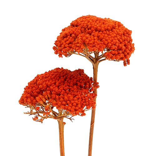 Prodotto Achillea Fiori Secchi Arancio Achillea 45-60cm 1kg