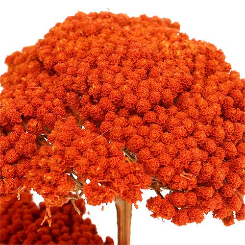 Prodotto Achillea Fiori Secchi Arancio Achillea 45-60cm 1kg