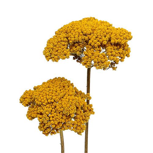 Prodotto Achillea 1kg naturale