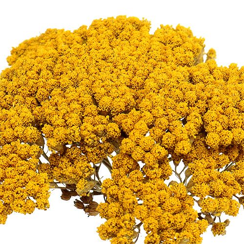 Prodotto Achillea 1kg naturale