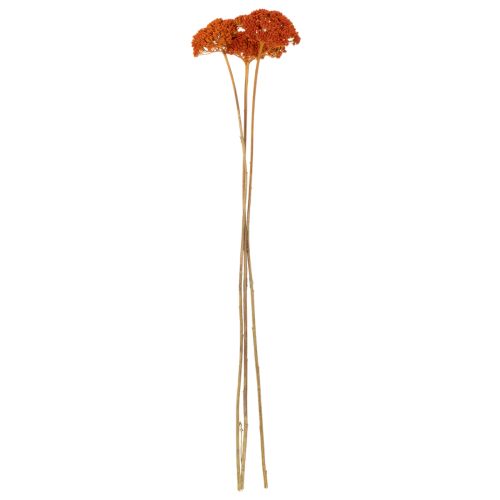 Achillea Orange fiori secchi,