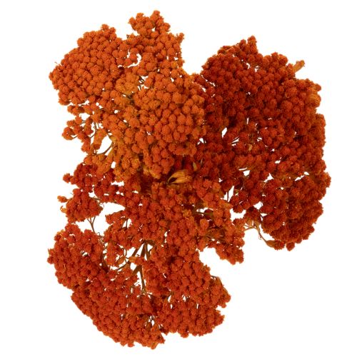 Achillea Orange fiori secchi,