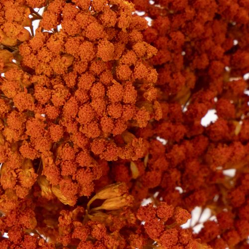 Achillea Orange fiori secchi,
