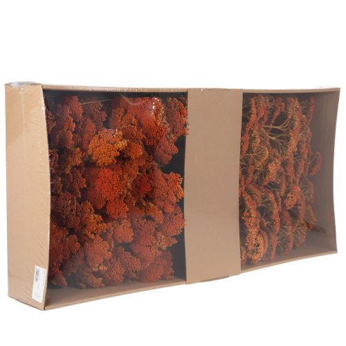 Achillea Orange fiori secchi,