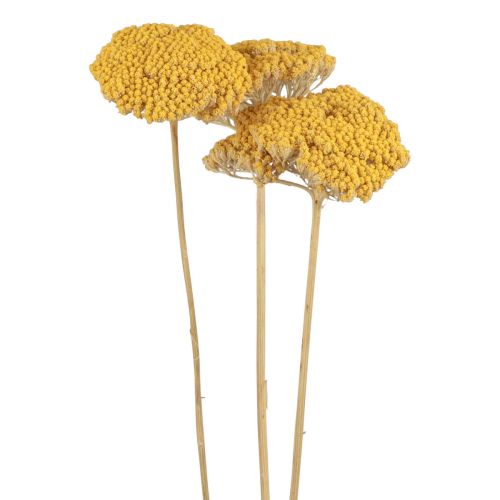 Achillea Fiori Secchi Decorativi Achillea Millefolium Giallo 3pz