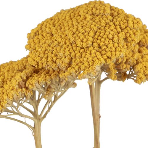 Floristik24 Achillea fiori secchi Achillea millefolium 30g x 2pz