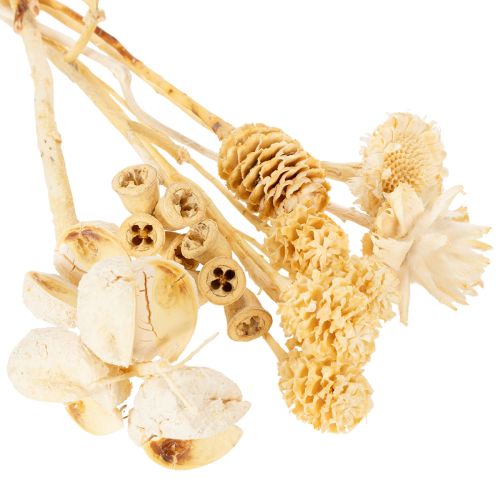Prodotto Assortimento Africa, sbiancato, 60 pezzi