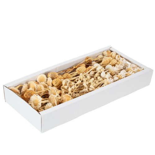 Prodotto Assortimento Africa, sbiancato, 60 pezzi