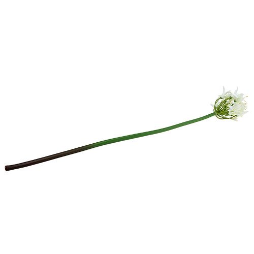 Floristik24 Agapanthus bianco 78cm 1pz