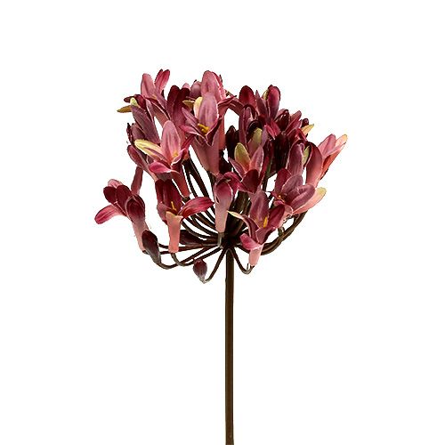 Floristik24 Agapanthus artificiale rosso scuro L75cm 3 pezzi
