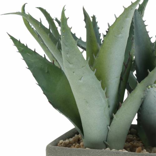 Floristik24 Agave succulenta in vaso H17cm