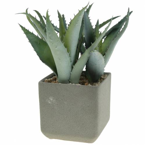 Floristik24 Agave succulenta in vaso H17cm