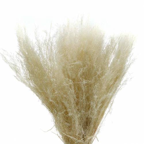 Floristik24 Erba secca Agrostis sbiancato 40g