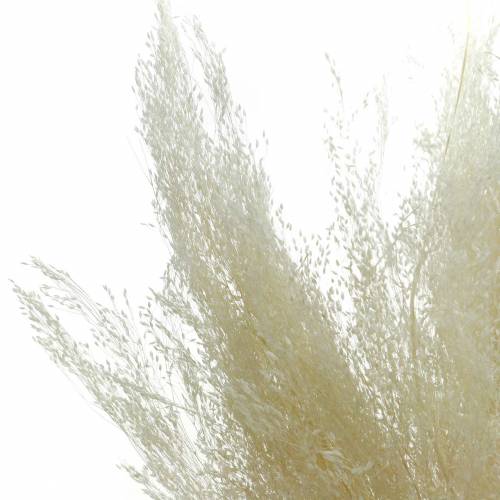 Floristik24 Erba secca Agrostis sbiancato 40g