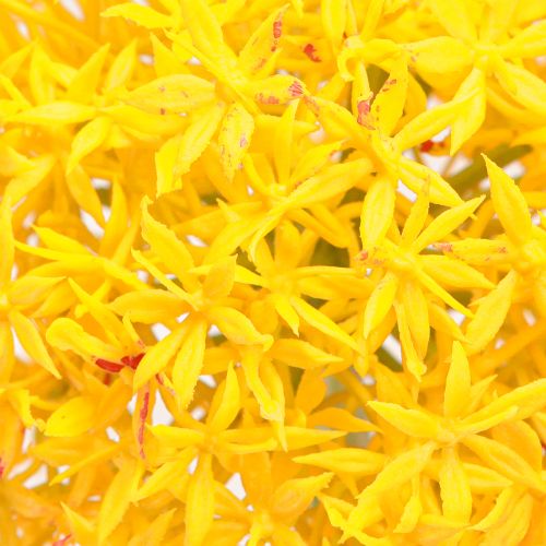 Prodotto Cipolla artificiale Allium Yellow Flower 80 cm Ø14,5 cm 2 pezzi