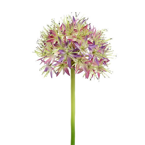 Floristik24 Allium viola chiaro L76cm