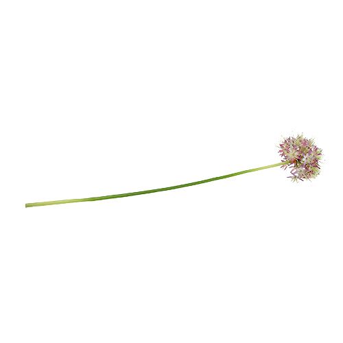 Floristik24 Allium viola chiaro L76cm
