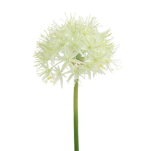 Floristik24 Crema Allium bianca L76cm