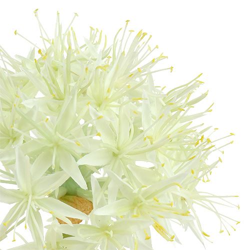 Floristik24 Crema Allium bianca L76cm