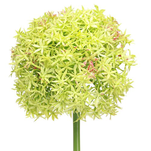 Prodotto Cipolla ornamentale artificiale fiore verde allium Ø18cm 90cm