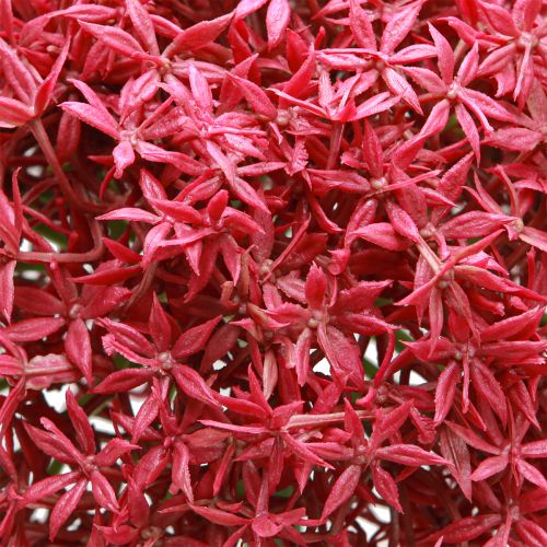 Prodotto Allium in aglio ornamentale artificiale bordolese Ø18cm L90cm