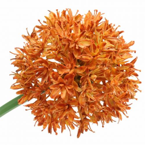 Floristik24 Cipolla ornamentale Allium arancione artificiale Ø7cm H58cm 4 pezzi