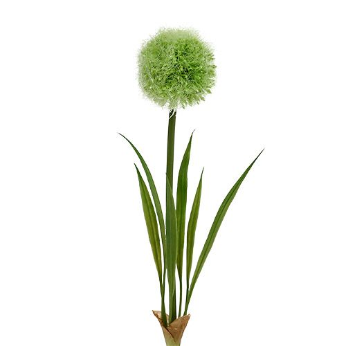 Floristik24 Verde allium L37,5cm 4pz