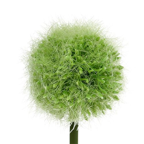 Floristik24 Verde allium L37,5cm 4pz
