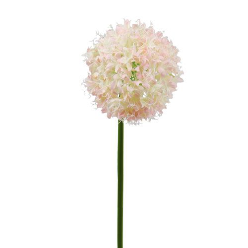 Floristik24 Allium rosa crema Ø15cm L70cm