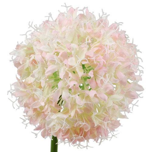 Prodotto Allium rosa crema Ø15cm L70cm