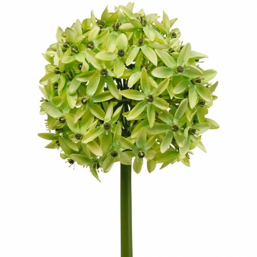 Prodotto Cipolla ornamentale Allium, fiore di seta, palla artificiale verde porro Ø20cm L72cm