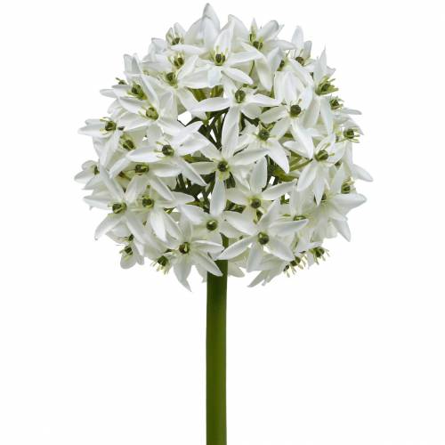 Prodotto Fiore decorativo Allium, porro palla artificiale, cipolla ornamentale bianca Ø20cm L72cm