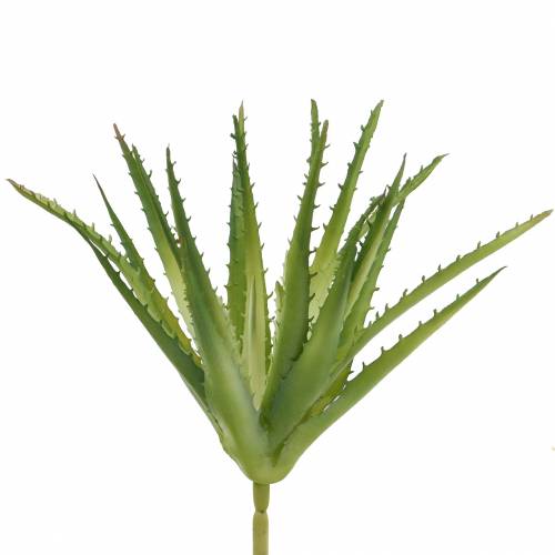 Floristik24 Aloe Vera Verde artificiale 26cm