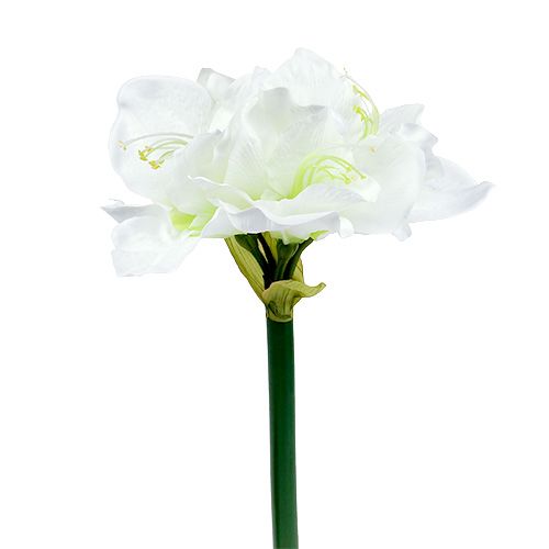 Floristik24 Amaryllis Flower White L 73cm 2 pezzi