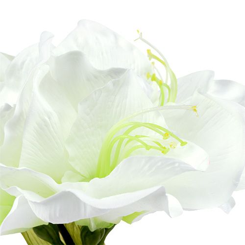 Floristik24 Amaryllis Flower White L 73cm 2 pezzi