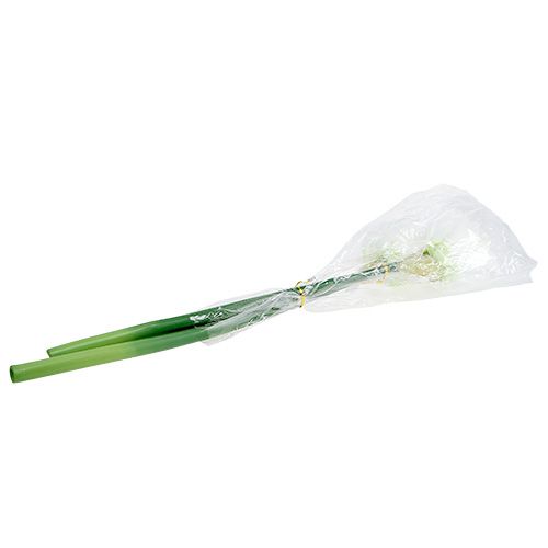 Floristik24 Amaryllis Flower White L 73cm 2 pezzi