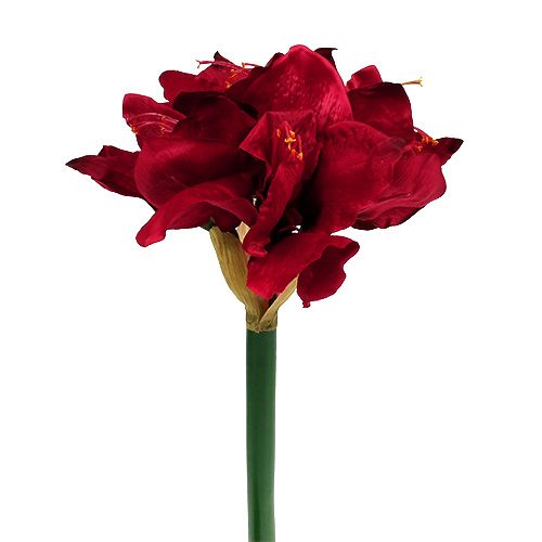 Floristik24 Amaryllis rosso scuro L 73 cm 2 pezzi